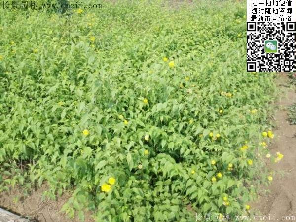 棣棠--長景園林 棣棠--長景園林