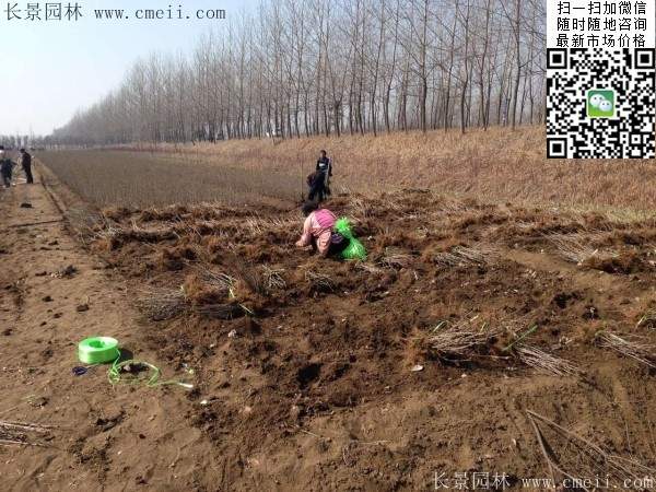 丁香基地 丁香基地