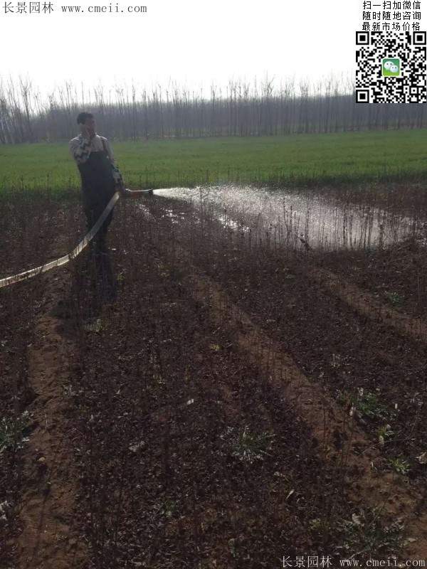 丁香基地 丁香基地