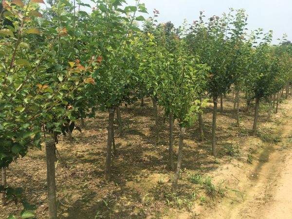 高端、大氣、上檔次的紅梅