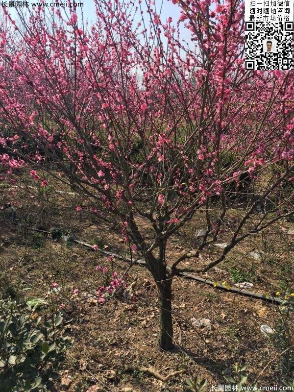 高端、大氣、上檔次的紅梅