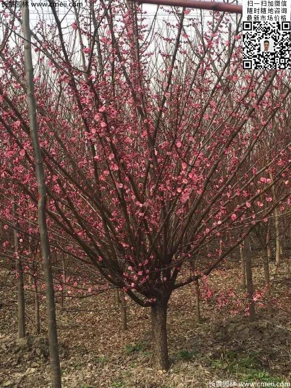 高端、大氣、上檔次的紅梅
