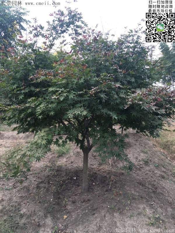 1.2、1.5、1.8米的紅楓樹 1.2、1.5、1.8米的紅楓樹