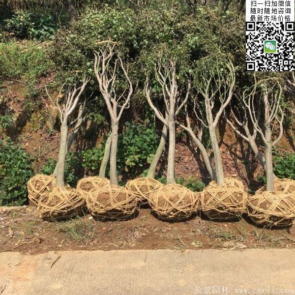 紅楓樹(shù) 紅楓樹(shù)