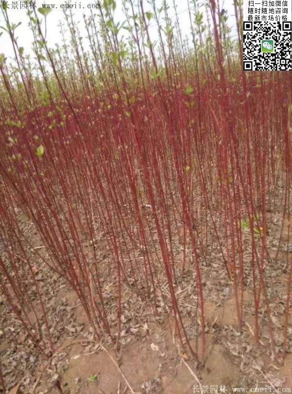 叢生紅瑞木 叢生紅瑞木