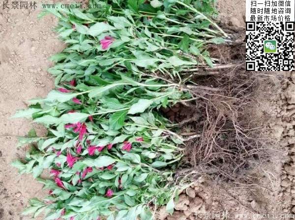 紅王子錦帶苗 紅王子錦帶苗