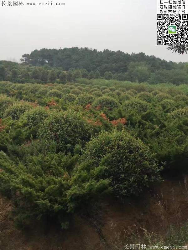 紅葉石楠球 紅葉石楠球