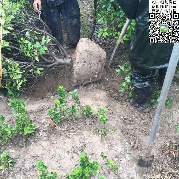 紅葉石楠球--長(zhǎng)景園林 紅葉石楠球--長(zhǎng)景園林