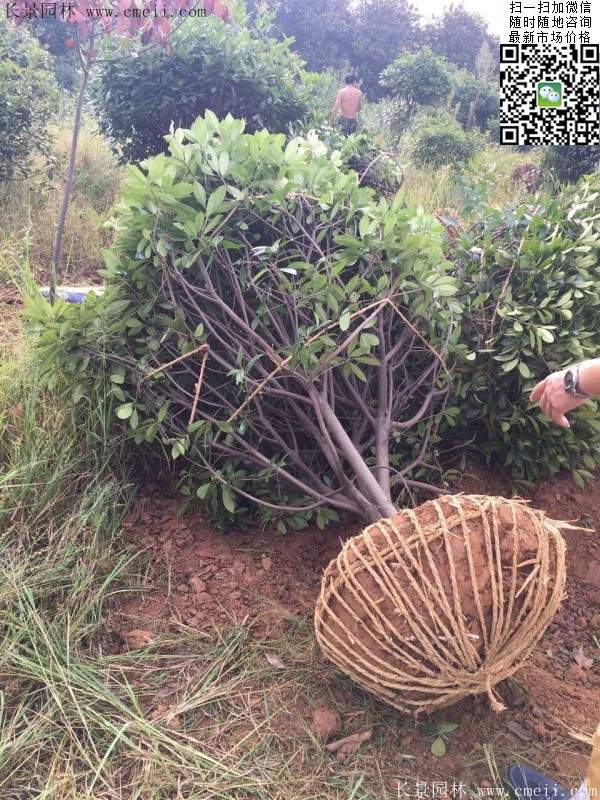 紅葉石楠球--長(zhǎng)景園林 紅葉石楠球--長(zhǎng)景園林