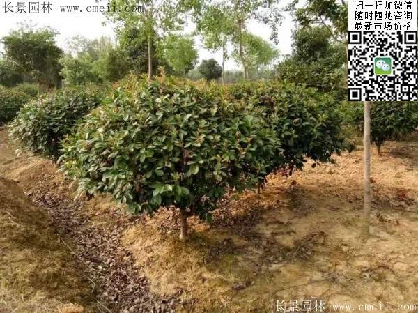 紅葉石楠球--長(zhǎng)景園林 紅葉石楠球--長(zhǎng)景園林