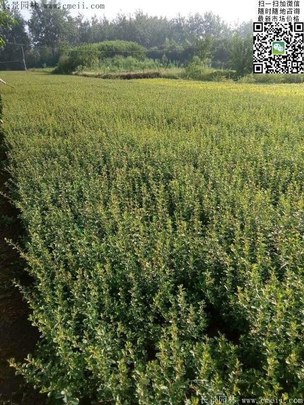 火棘--長景園林 火棘--長景園林