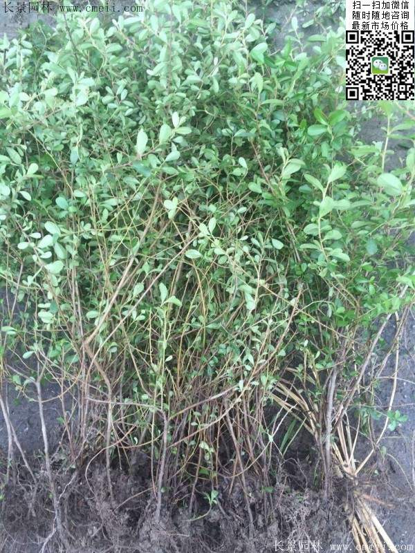 火棘--長景園林 火棘--長景園林