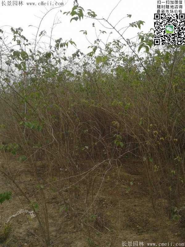 2米高的金銀木多少錢一棵 2米高的金銀木多少錢一棵