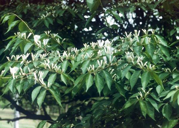 金銀木標價表 金銀木標價表