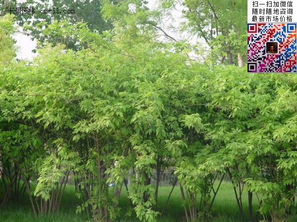 金銀木標價表 金銀木標價表