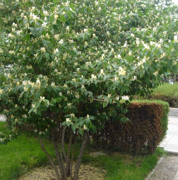 金銀木標價表 金銀木標價表