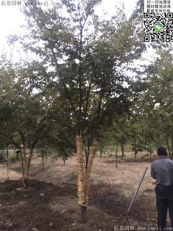 大規(guī)格櫸樹 大規(guī)格櫸樹