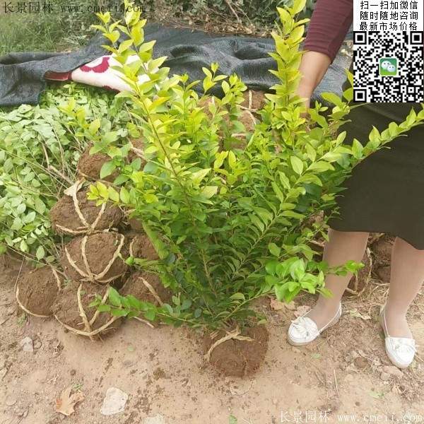 金葉女貞--長景園林 金葉女貞--長景園林