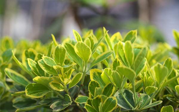 金葉女貞--長景園林 金葉女貞--長景園林