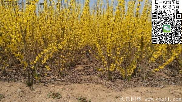 連翹--長景園林 連翹--長景園林