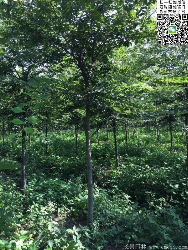 櫸樹身價 櫸樹身價