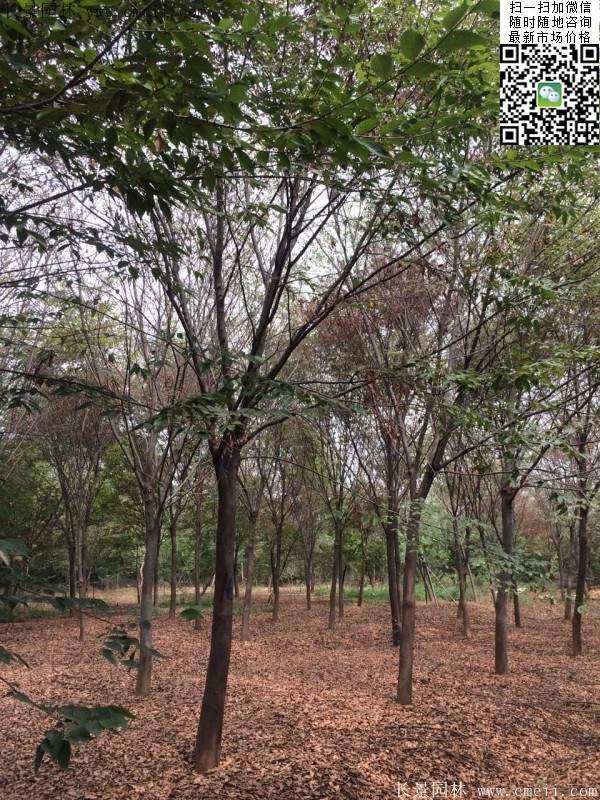 沭陽櫸樹 沭陽櫸樹