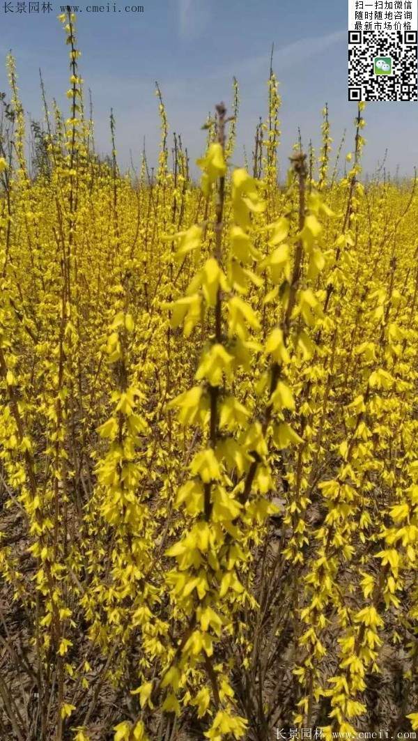 連翹--長(zhǎng)景園林 連翹--長(zhǎng)景園林