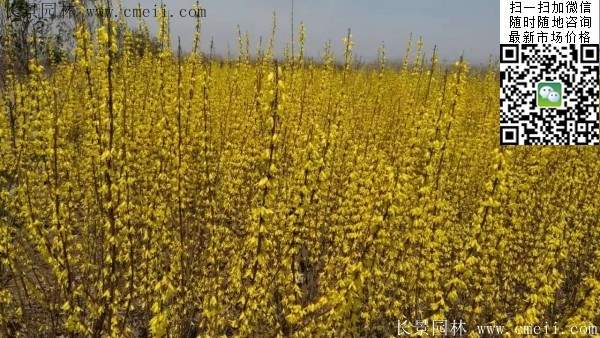 連翹--長(zhǎng)景園林 連翹--長(zhǎng)景園林