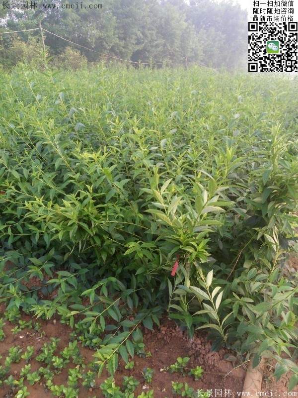 連翹--長景園林 連翹--長景園林