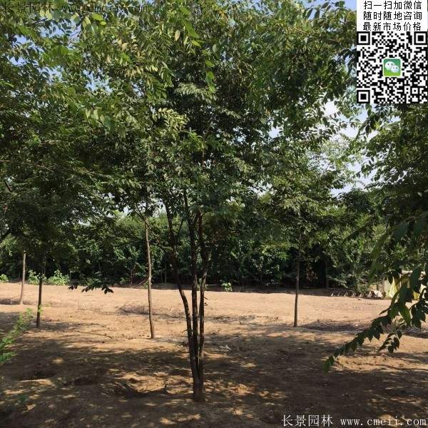 櫸樹前景 櫸樹前景