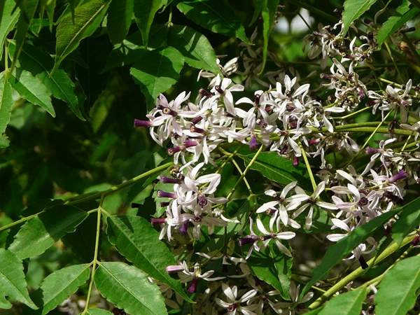 苦楝樹(shù)的規(guī)格 苦楝樹(shù)的規(guī)格