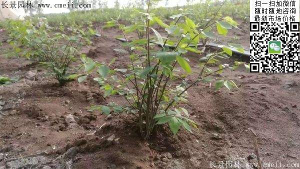 衛矛--長景 衛矛--長景