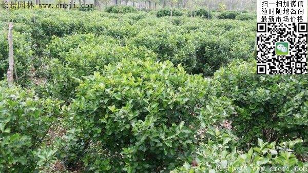 衛矛--長景 衛矛--長景