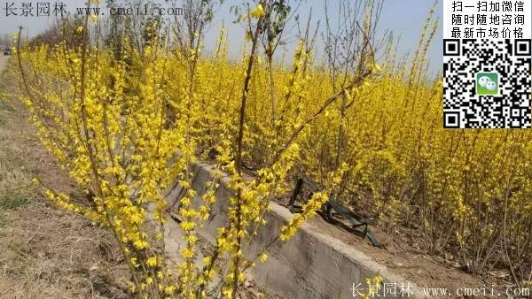連翹--長景園林 連翹--長景園林