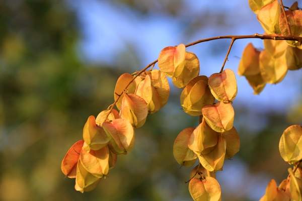 欒樹基地 欒樹基地