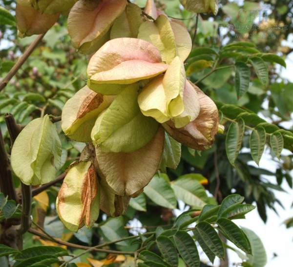 欒樹基地現(xiàn)場 欒樹基地現(xiàn)場