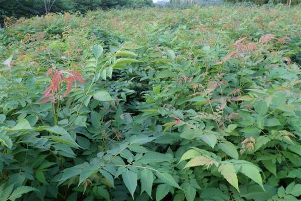 欒樹基地 欒樹基地