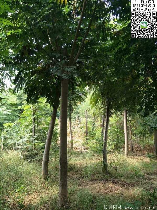 黃山欒樹 黃山欒樹