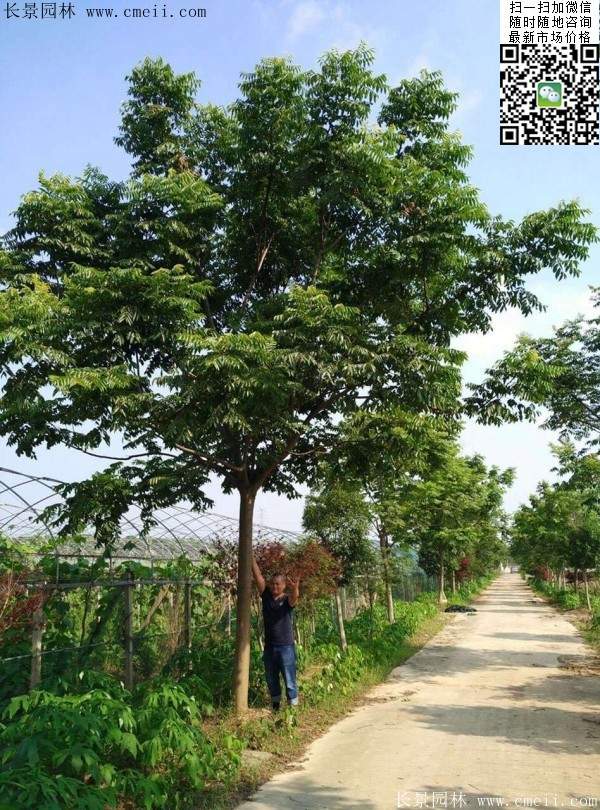 黃山欒樹 黃山欒樹