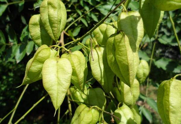 欒樹種植 欒樹種植