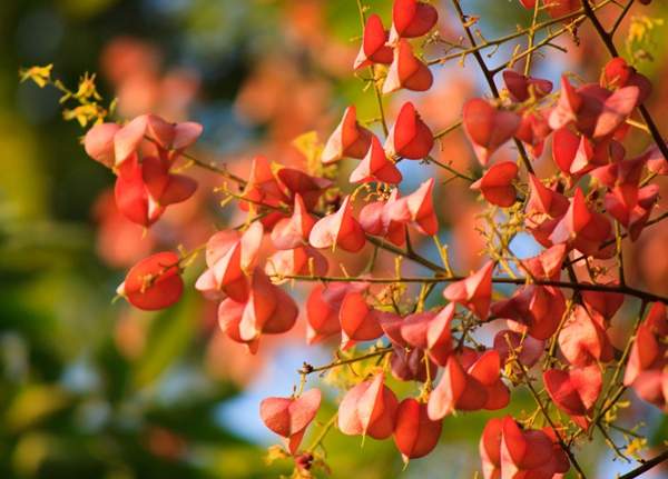 欒樹綠化 欒樹綠化