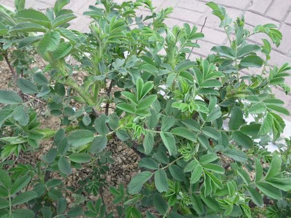 玫瑰花苗 玫瑰花苗