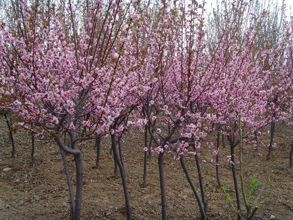 美人梅品種 美人梅品種