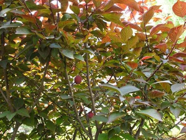 美人梅綠化 美人梅綠化