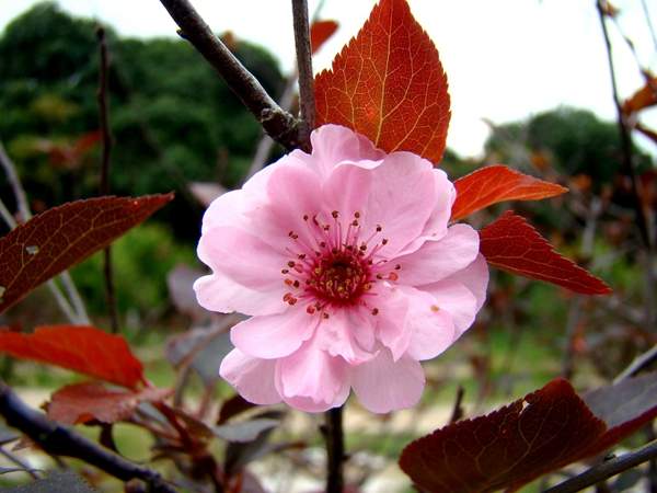 美人梅行情 美人梅行情