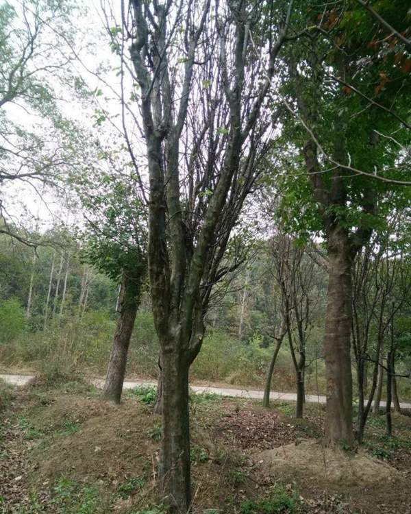 木瓜樹 價格 木瓜樹 價格