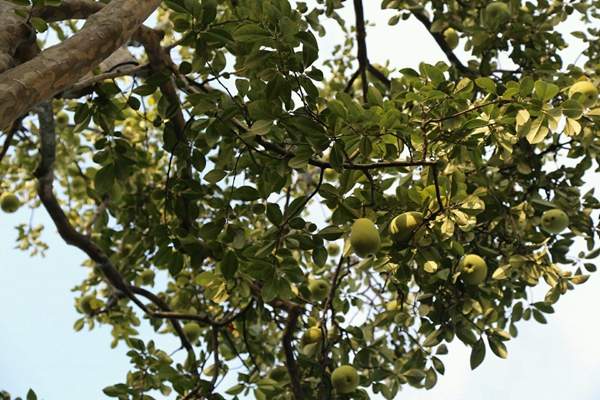 木瓜樹種植技巧 木瓜樹種植技巧