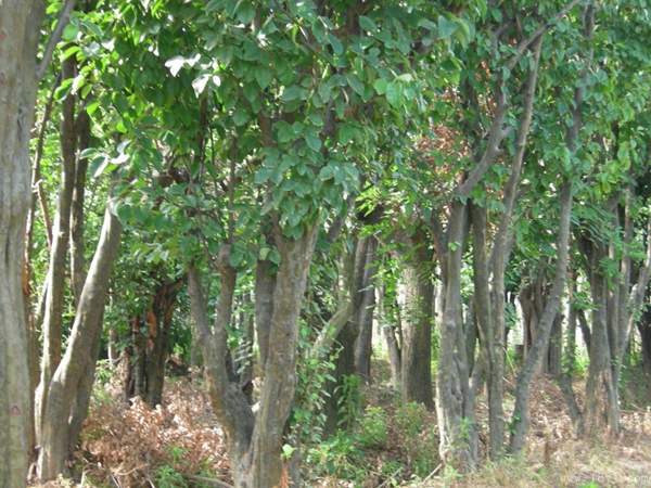 木瓜樹 木瓜樹