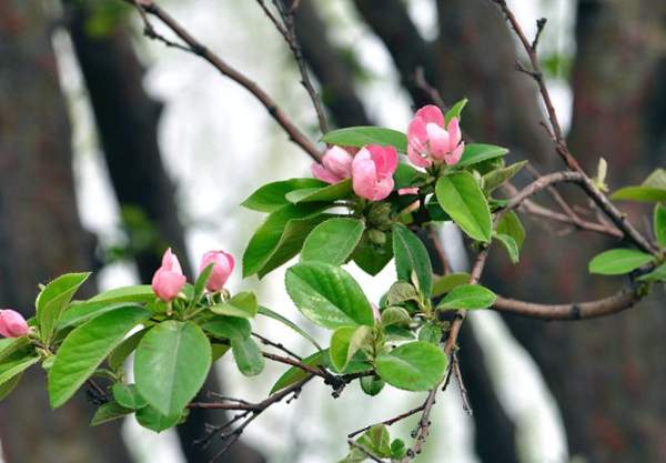 木瓜樹品種 木瓜樹品種
