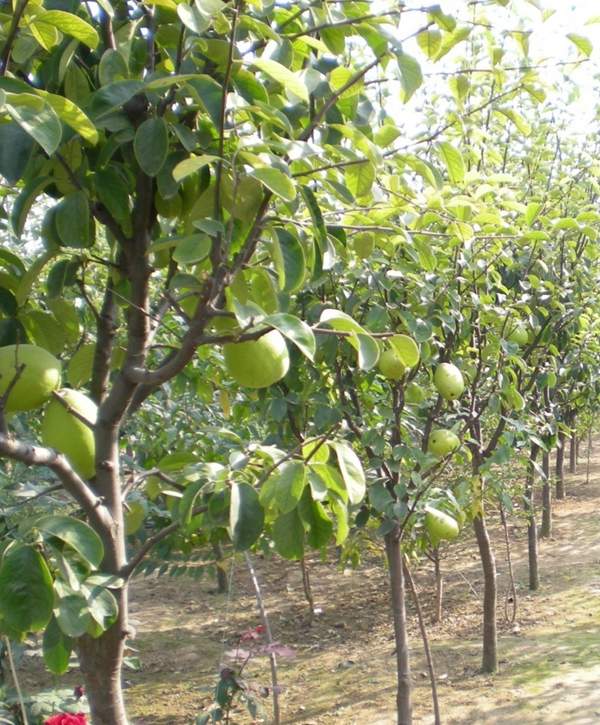 木瓜大樹 木瓜大樹